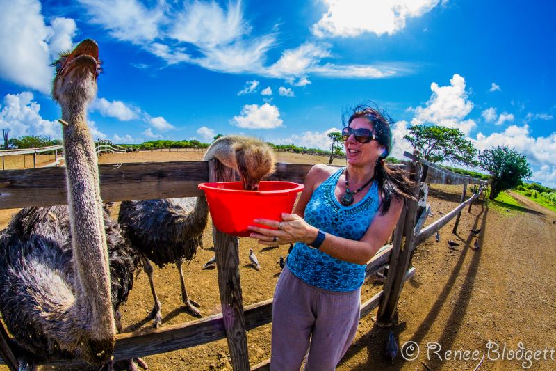 Ostrich Crocodile Farm (75)