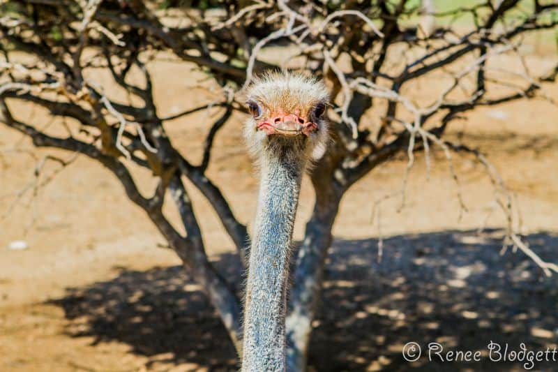 Ostrich Crocodile Farm (8)