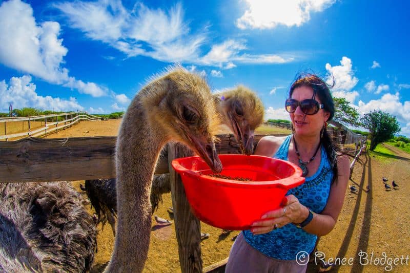 Ostrich Crocodile Farm (81)