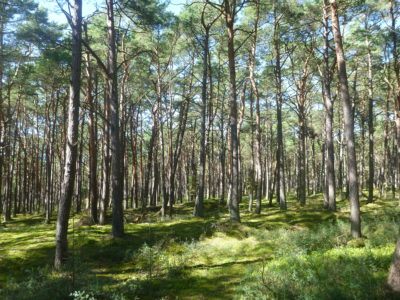 The Forest at Słowiński National Park