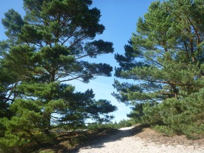 The Forest and dunes at Słowiński National Park