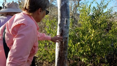 A tourist touches the sap of the palo santo tree