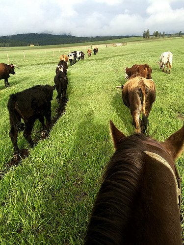 cattle drive, montana cattle drive, the resort at paws up, missoula, montana, dude ranch