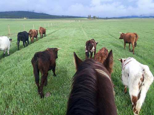 cowgirl spring roundup, the resort at paws up, greenough, montana, cattle drive