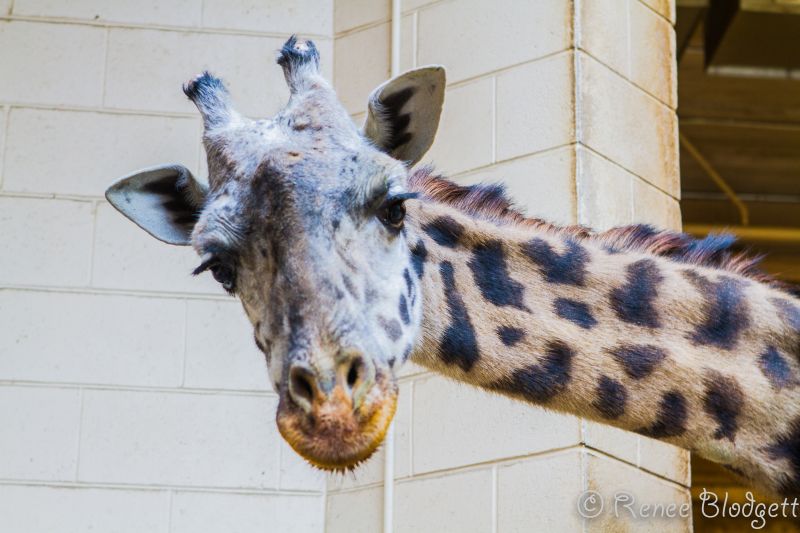 Providence-Zoo in RI (11)