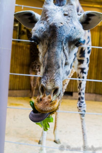 Providence-Zoo in RI (112)