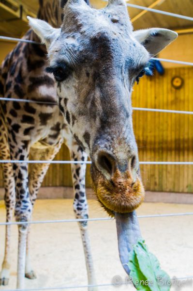 Providence-Zoo in RI (120)