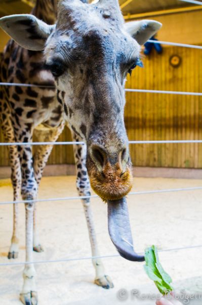 Providence-Zoo in RI (121)