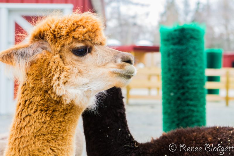 Providence-Zoo in RI (153)