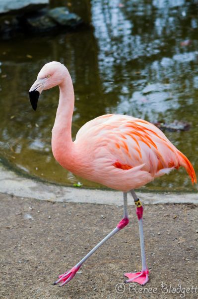Providence-Zoo in RI (183)