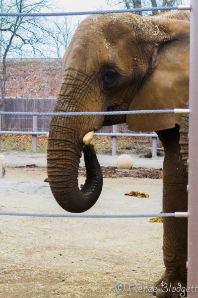 Providence-Zoo in RI (2)