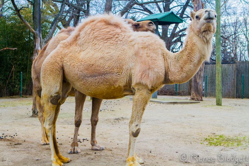 Providence-Zoo in RI (210)