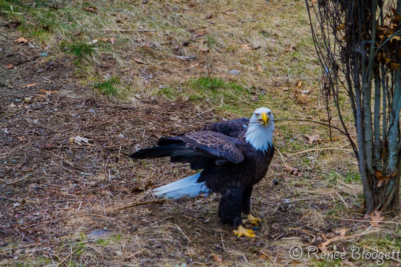 Providence-Zoo in RI (211)
