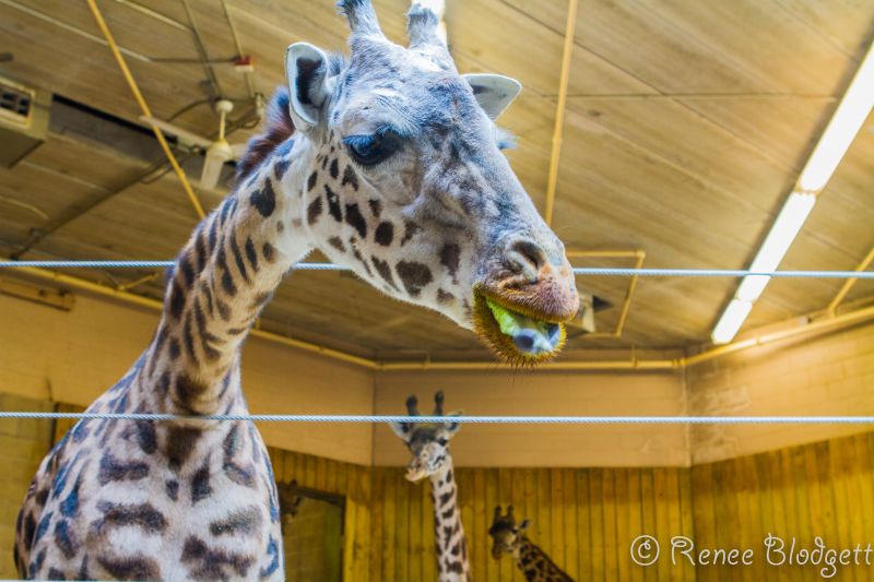 Providence-Zoo in RI (31)