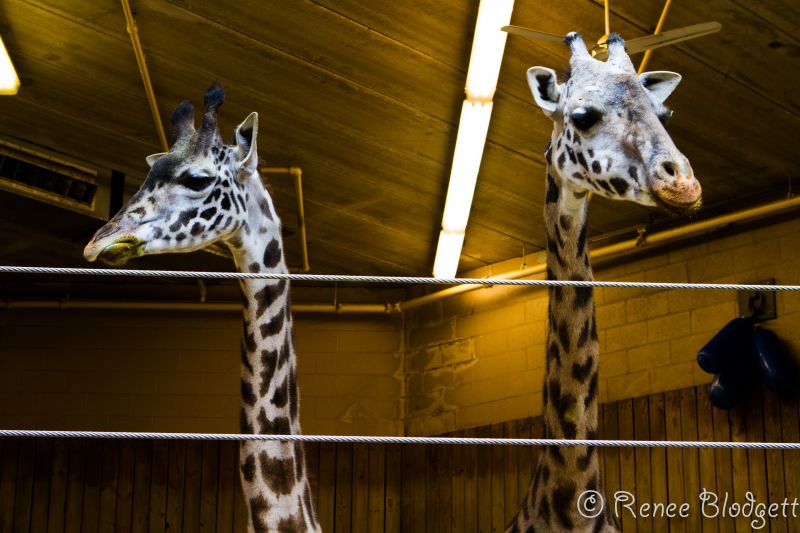 Providence-Zoo in RI (7)