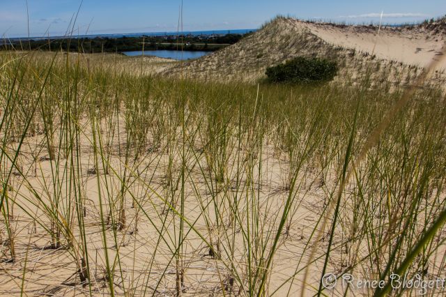 Provincetown Dunes Tour (91)