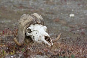 Russia Far East wrangel island 1 Wrangel Island