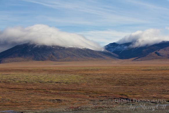 Russia Far East wrangel island 12 Wrangel Island