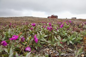 Russia Far East wrangel island 2 wrangel island