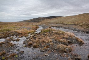 Russia Far East wrangel island 7 Wrangel Island