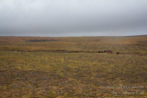 Russia Far East wrangel island 8 Wrangel Island