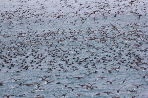 Russia Far East Wrangel island cruise