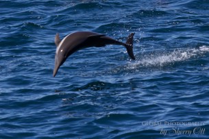 Sea of Cortez animals 1 Sea of Cortez animals 1