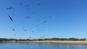 Sea of Cortez animals 2 Sea of Cortez animals 2