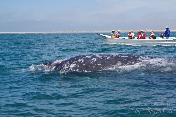 Sea of Cortez animals 3 Sea of Cortez animals 3