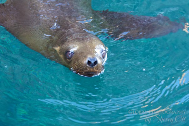 Sea of Cortez animals 6 Sea of Cortez animals 6