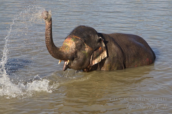 Swim with an elephant