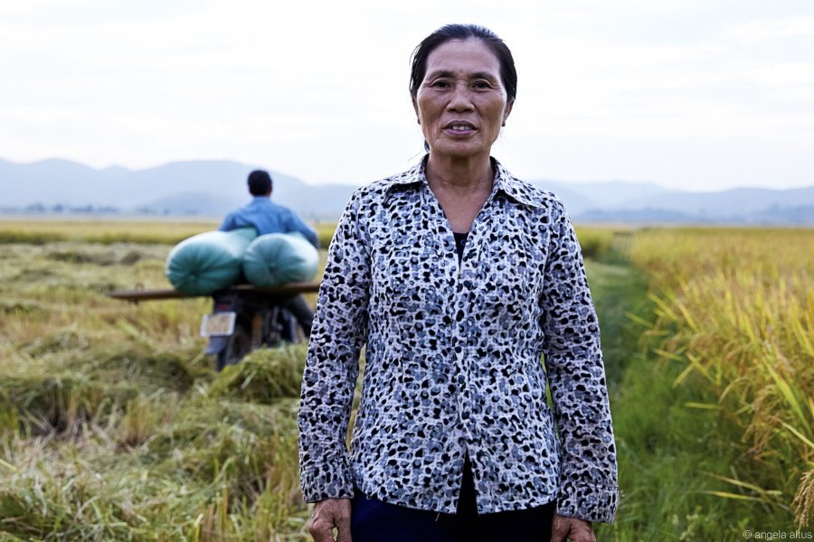woman harvesting rice in Vietnam woman harvesting rice in Vietnam