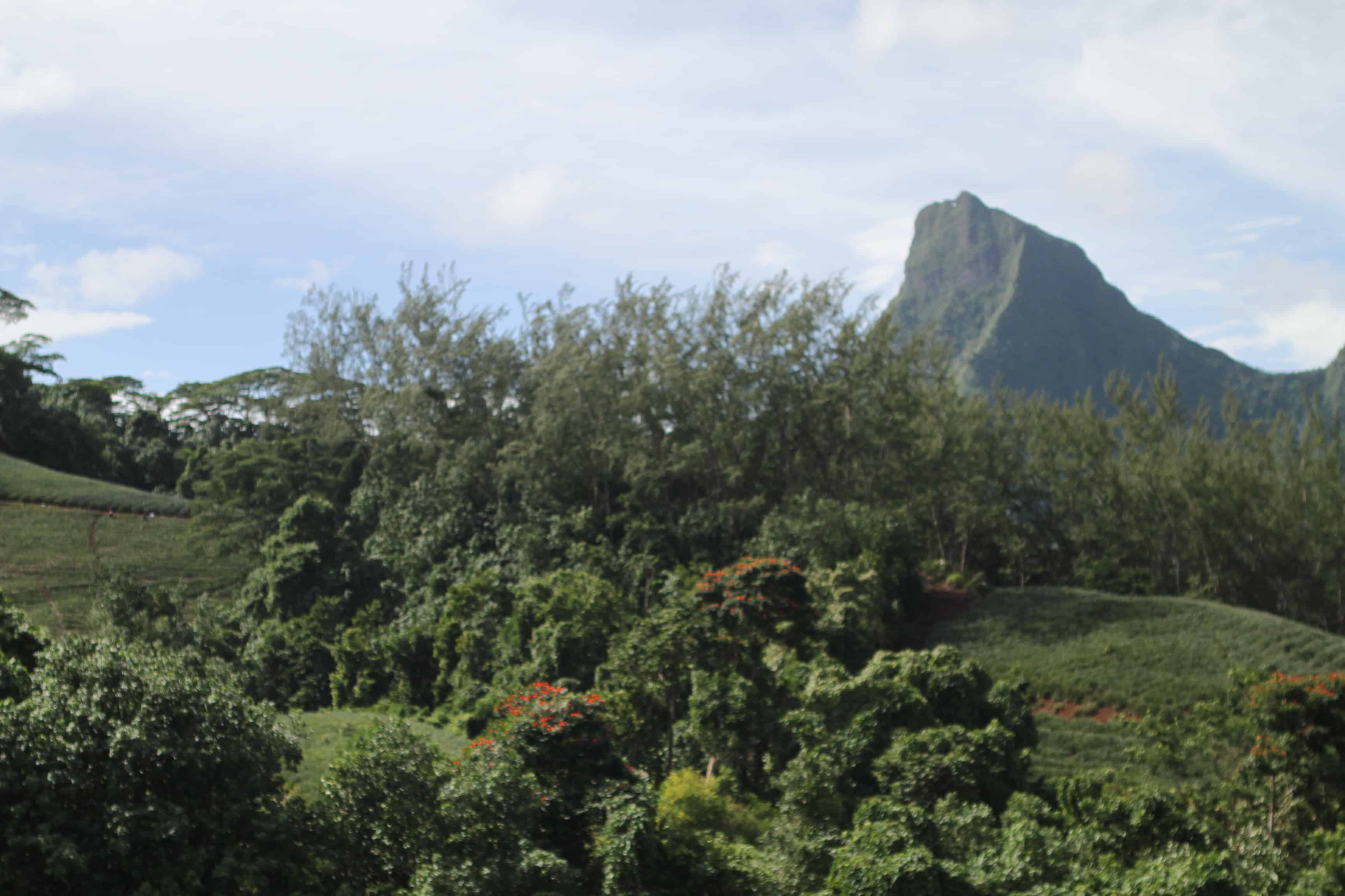 Moorea travel guide