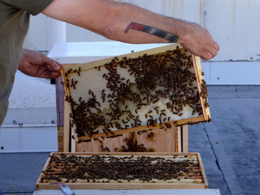 Portland artisan honey Portland artisan honey