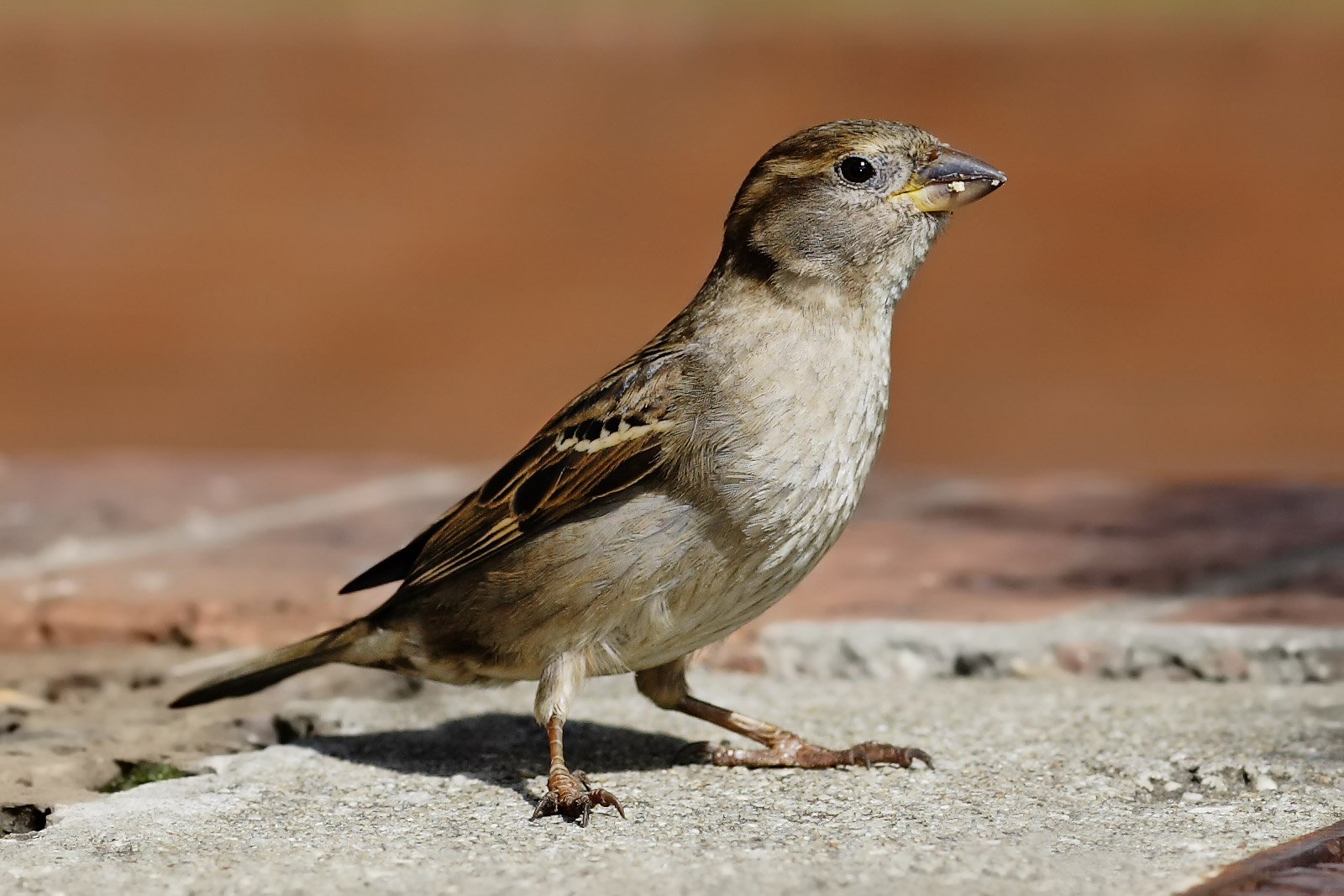 birds of east asia
