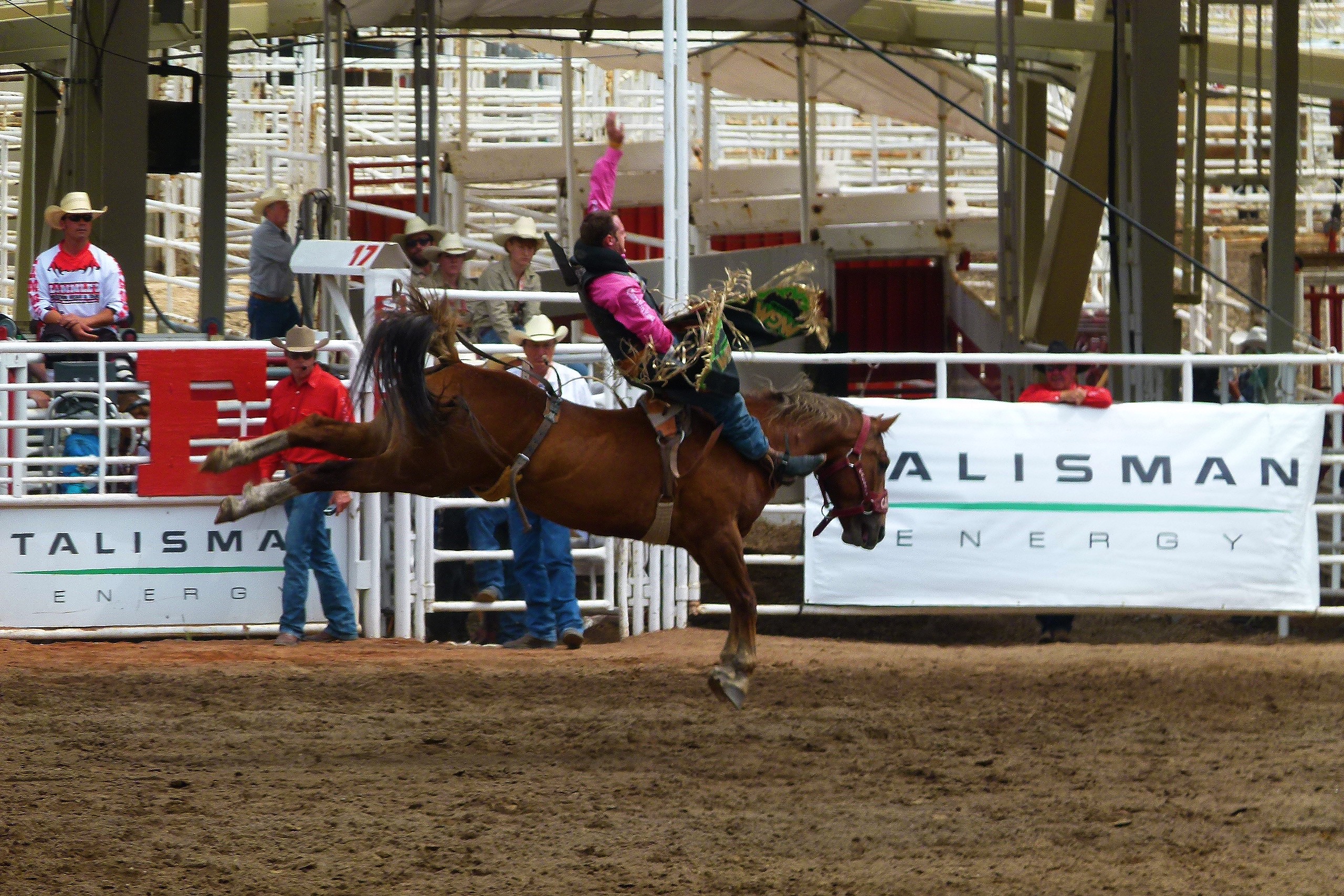 Horse competitions. Лошадь на соревнованиях. Канадская спортивная лошадь. Турнир на конях. Стампид.