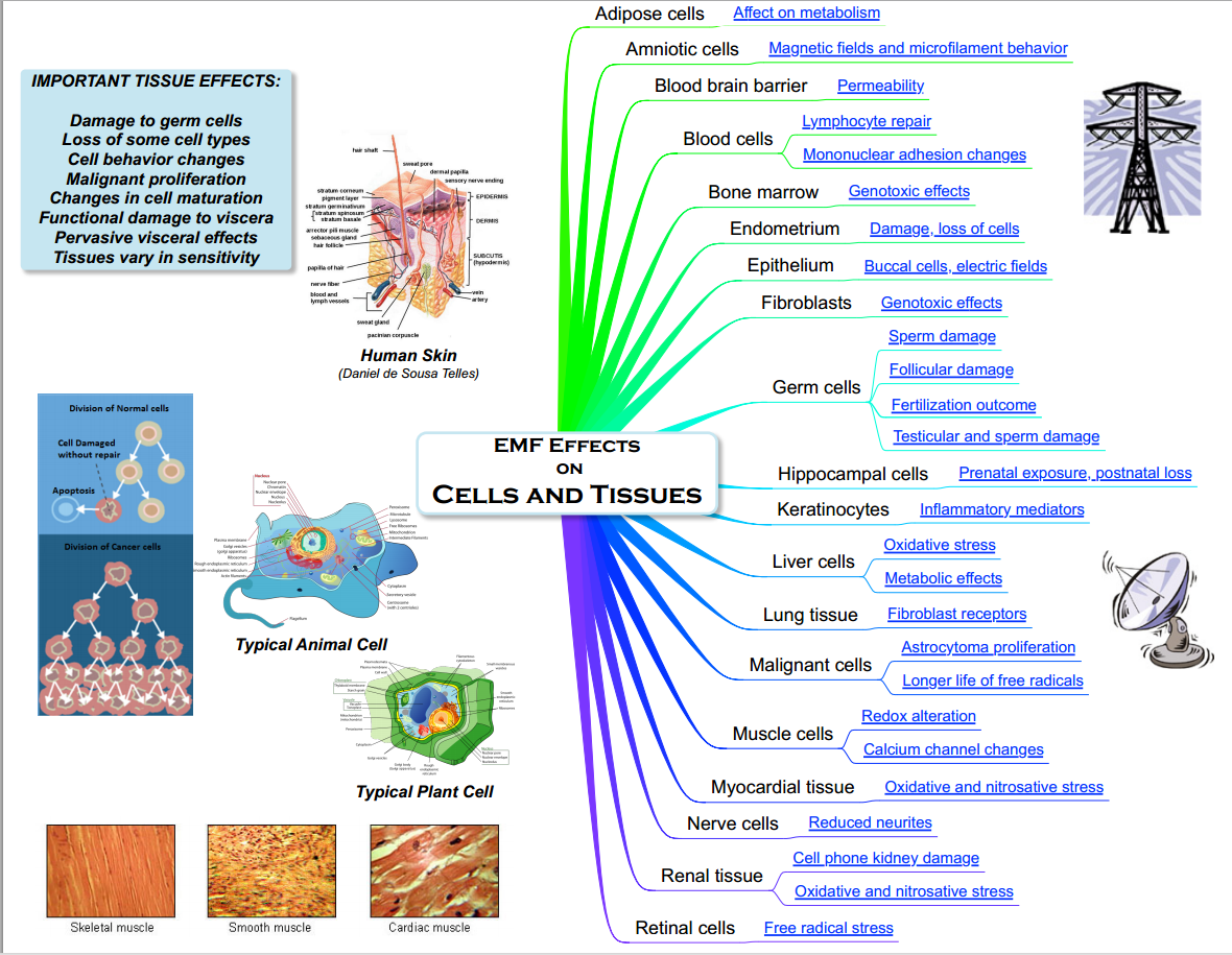 emf-effects-health