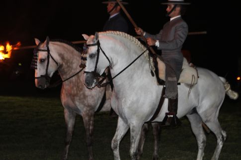 horse presentation at hermitage (14)