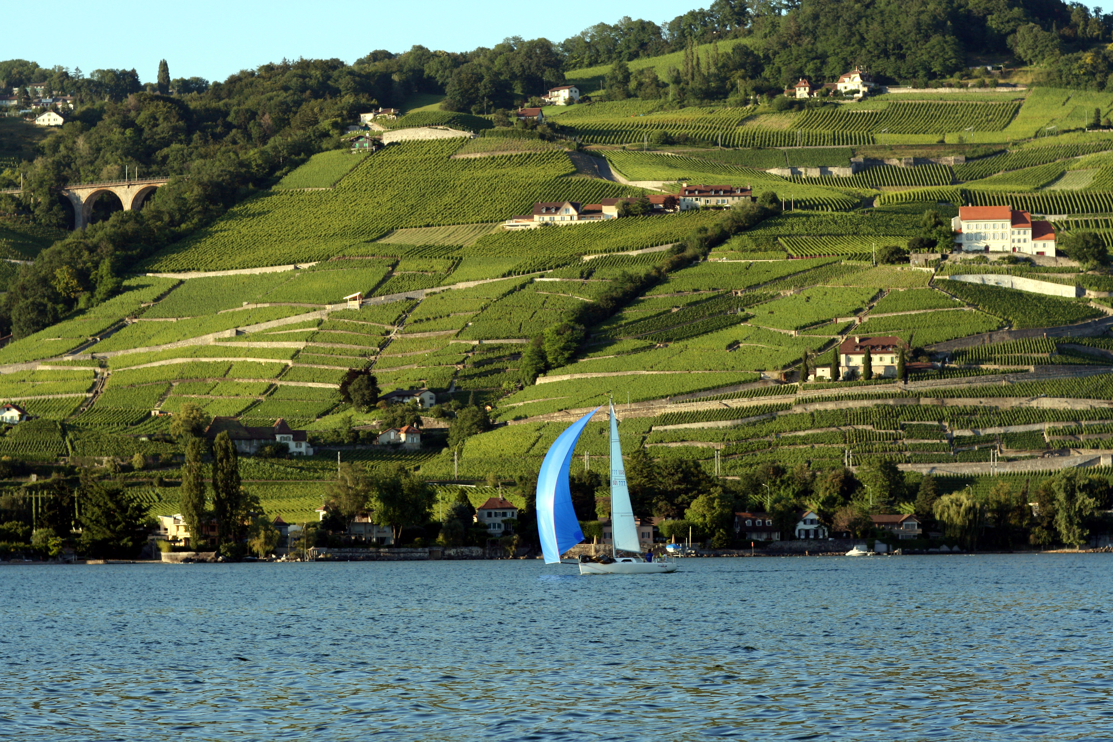 Виноградники у озера в Швейцарии