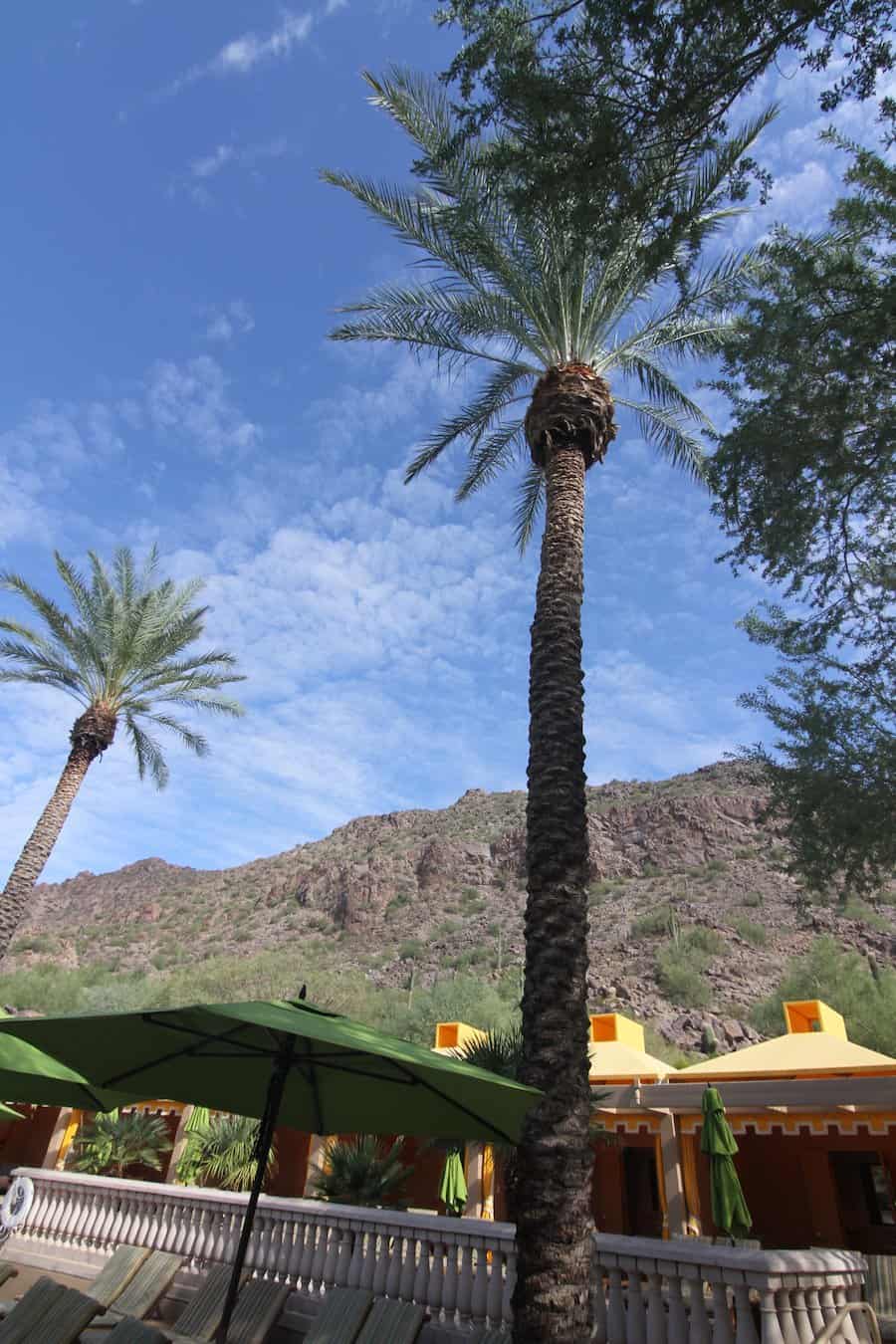 The Phoenician
