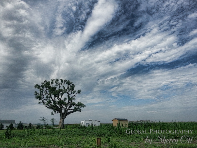 tree pilger tornado