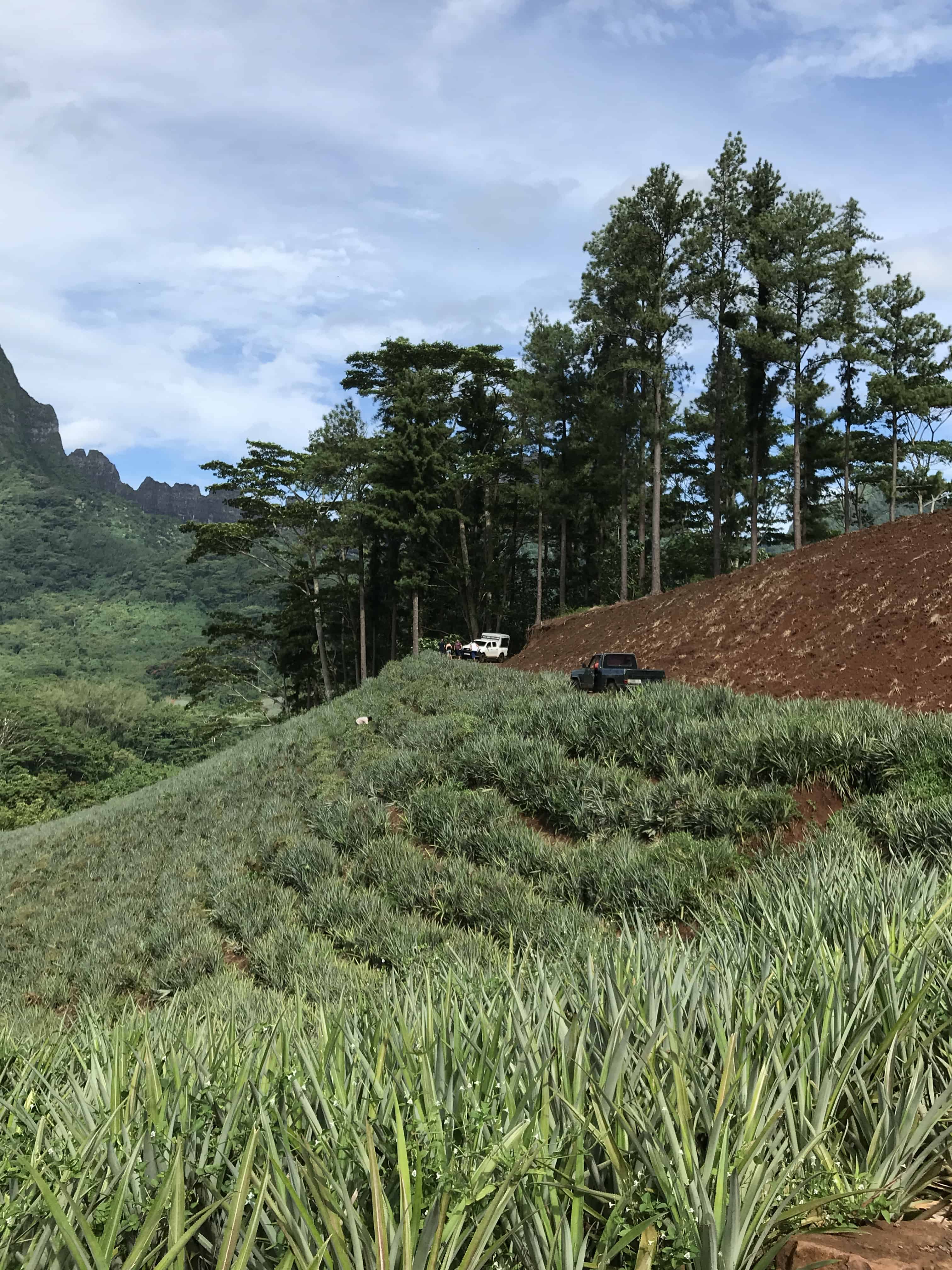 Mo'orea travel guide