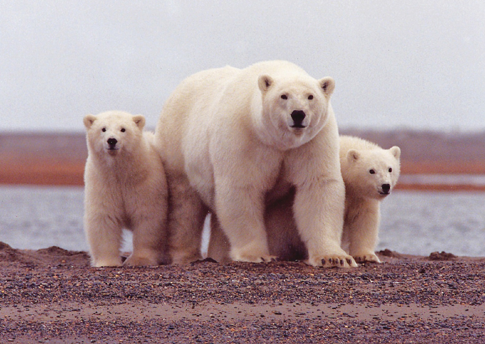 Growing Up with Polar Bears