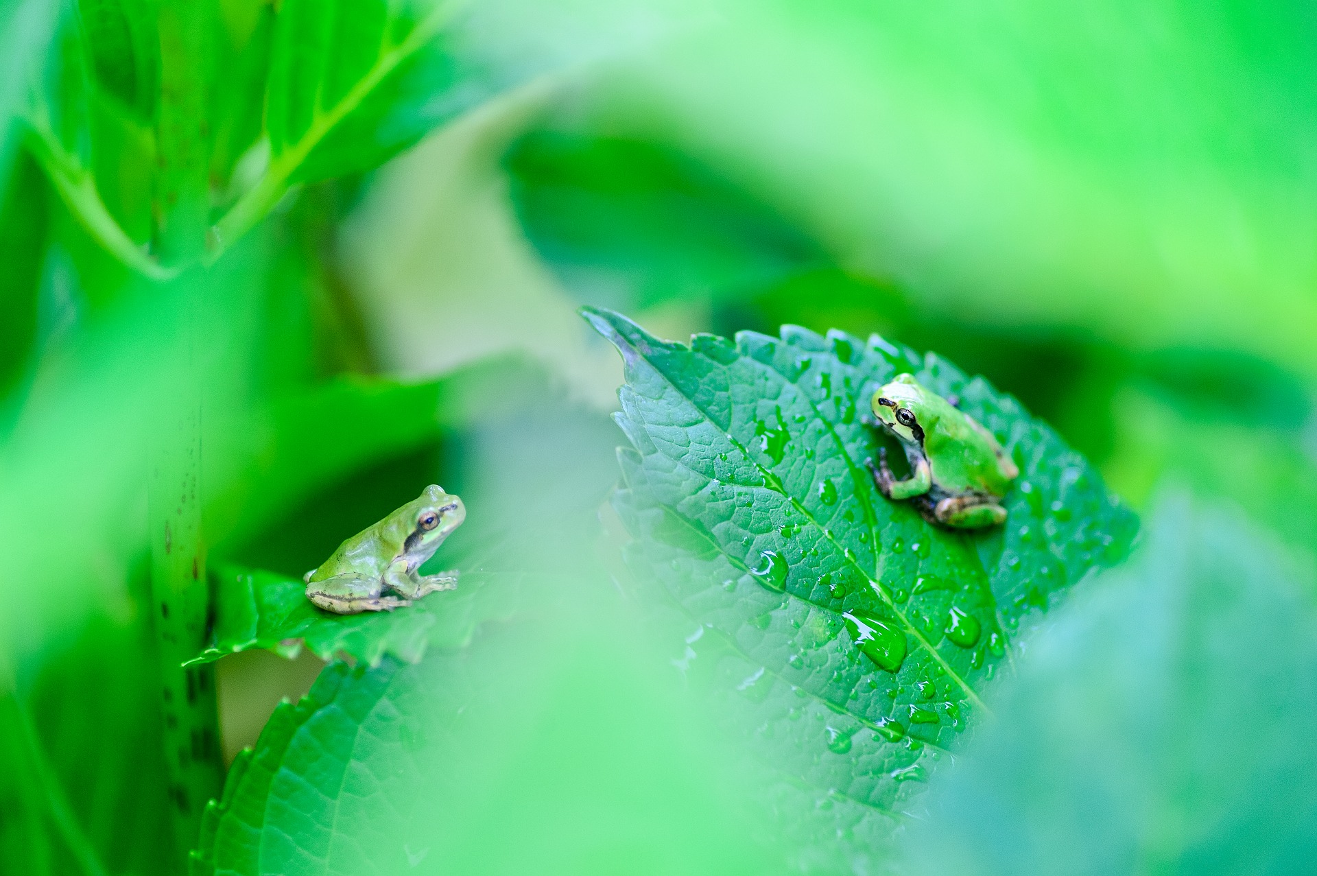 frog song medicine acupuncture