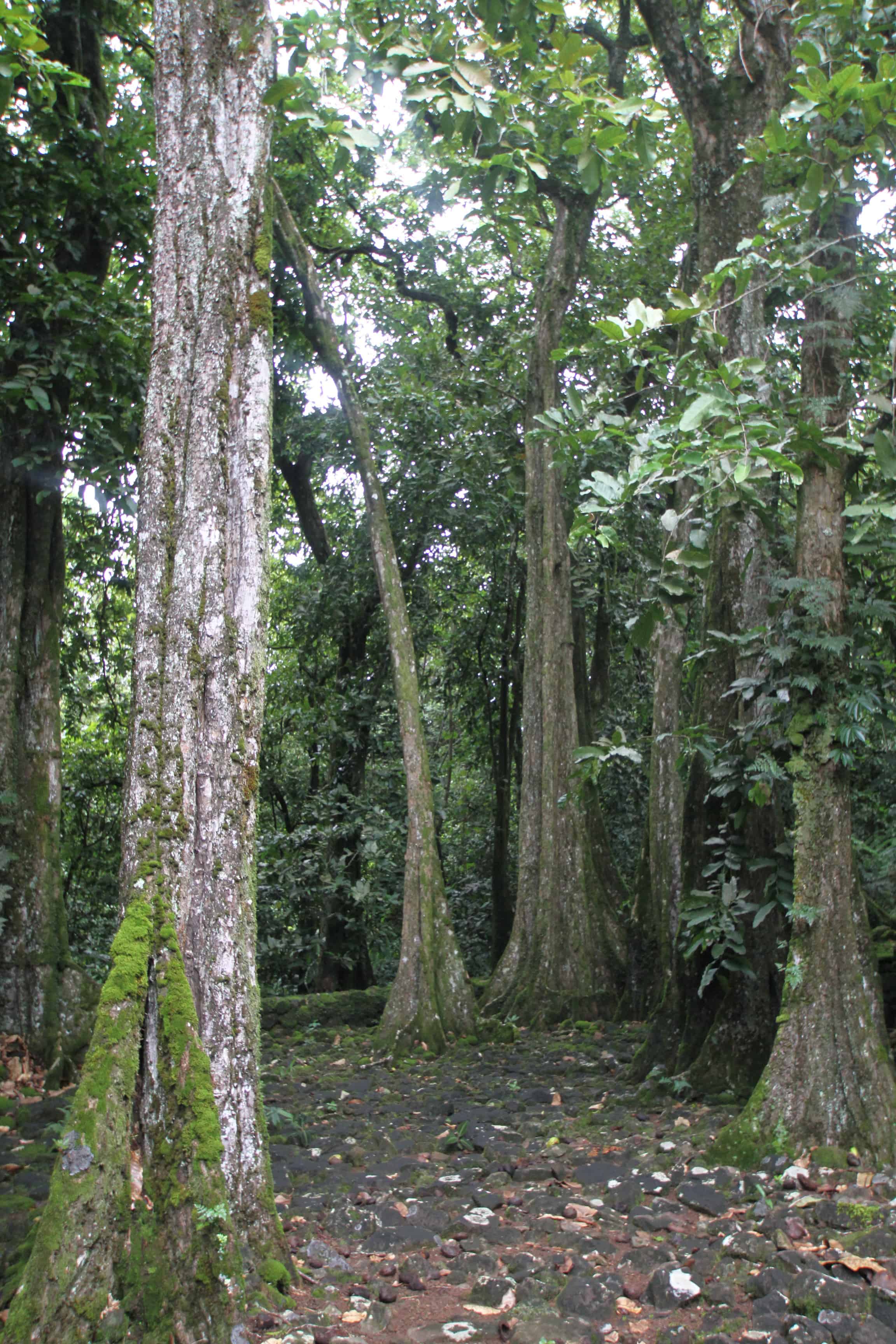 Mo'orea travel guide