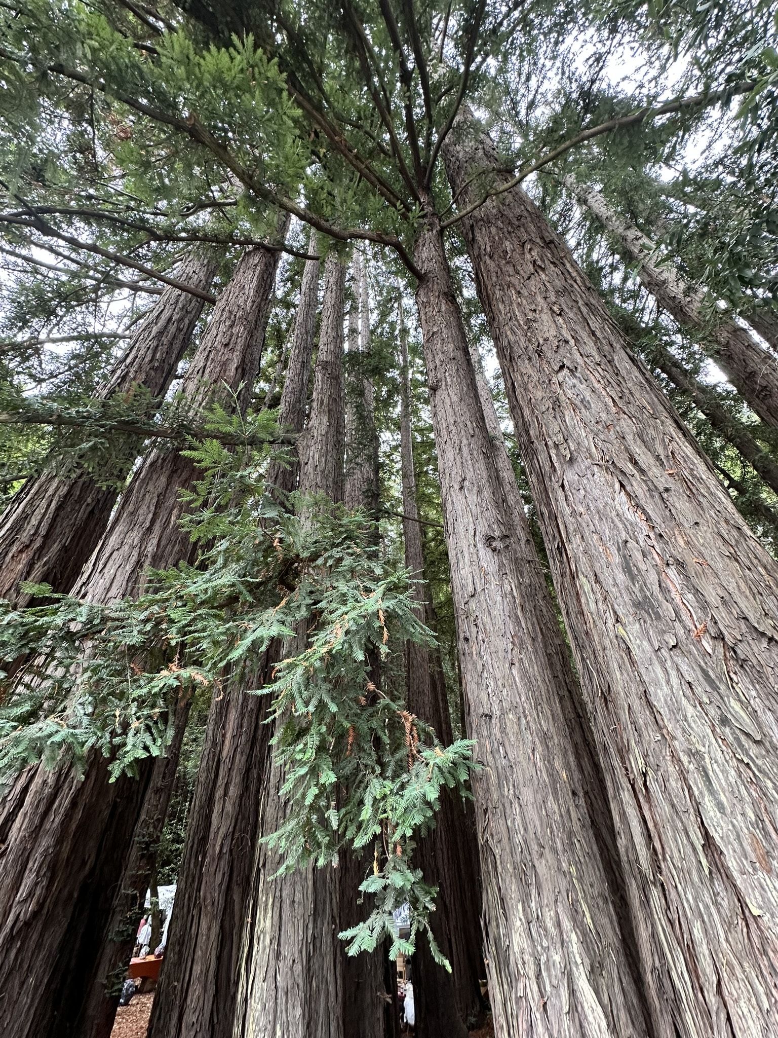 Exploring Fun Things North of the Golden Gate Bridge