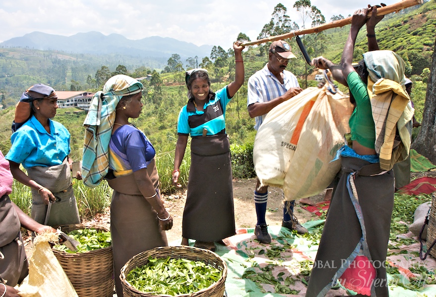 tea plantation workers