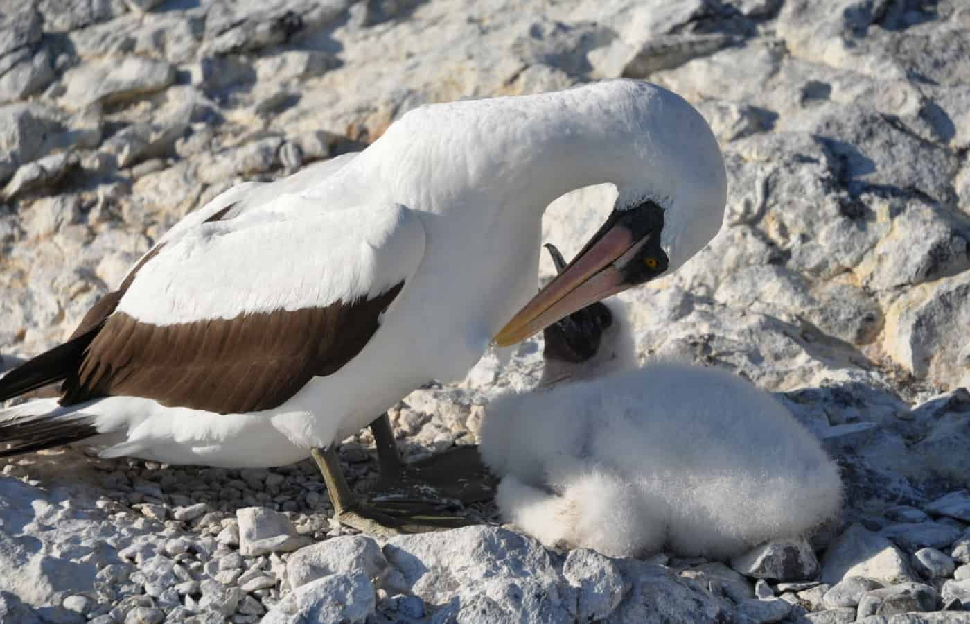 Mom and baby bird caress