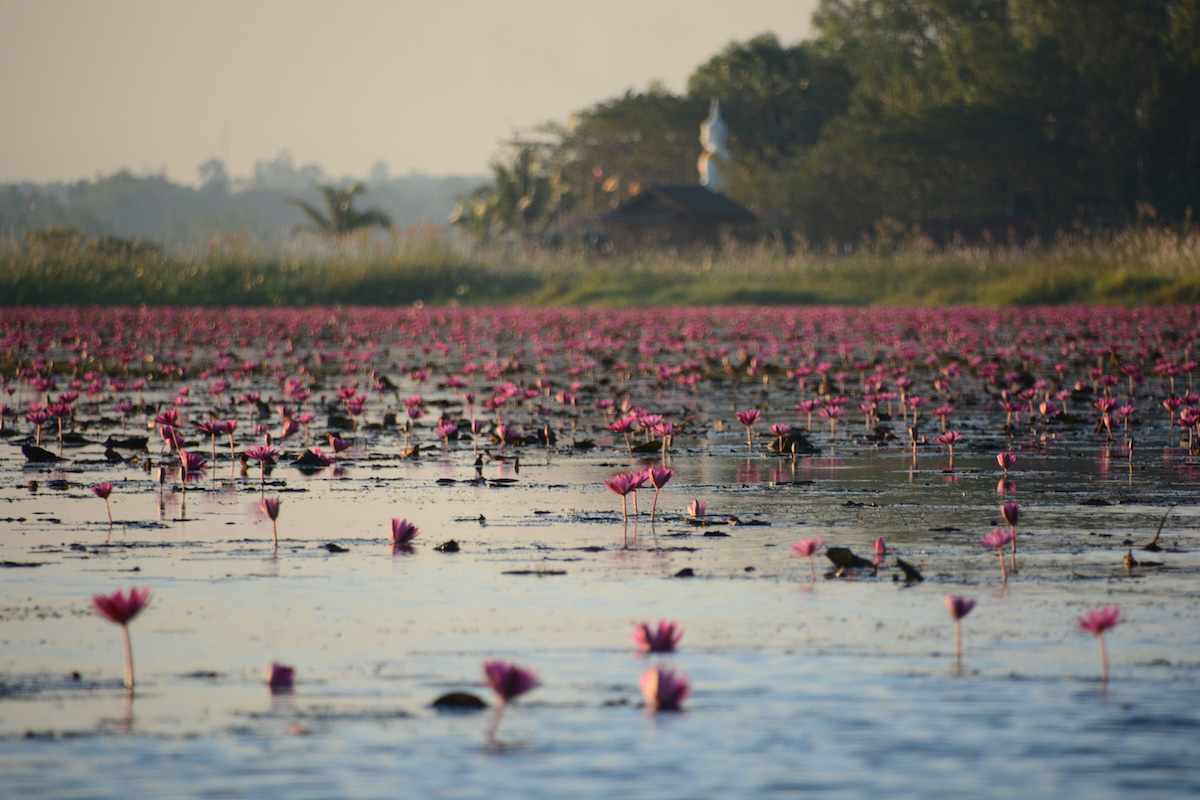 Red Lotus Sea